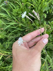 Silene italica