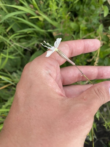 Silene italica, photograph 2