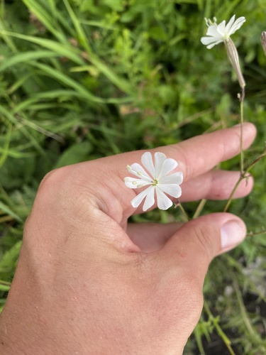 Silene italica, photograph 3