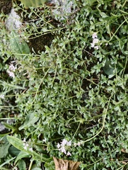 Thymus longicaulis