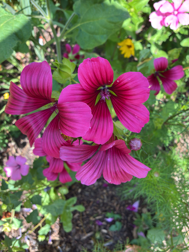 Malope trifida, photograph 4