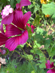 Malope trifida, photograph (c) jmd123, some rights reserved (CC BY)