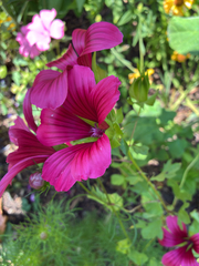 Malope trifida, photograph (c) jmd123, some rights reserved (CC BY)