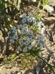 Bifora