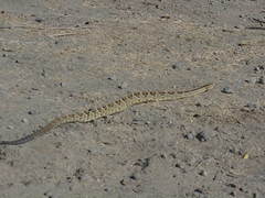 Crotalus simus