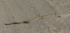 Crotalus simus