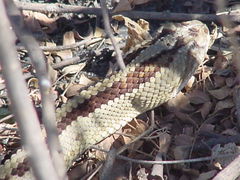 Crotalus simus