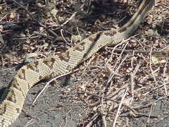Crotalus simus