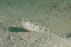 Fierce Shrimpgoby photo 3