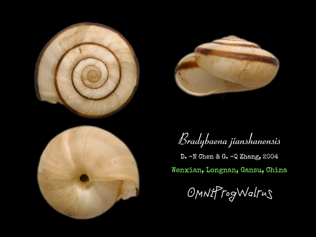 Bradybaena jianshanensis