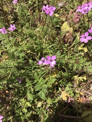 Erodium cicutarium