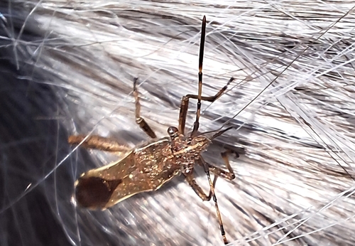 Camptopus lateralis