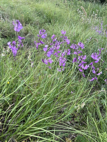Polygala major, photograph 5