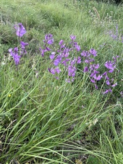 Polygala major, photograph (c) Наталья Пикалова, some rights reserved (CC BY)
