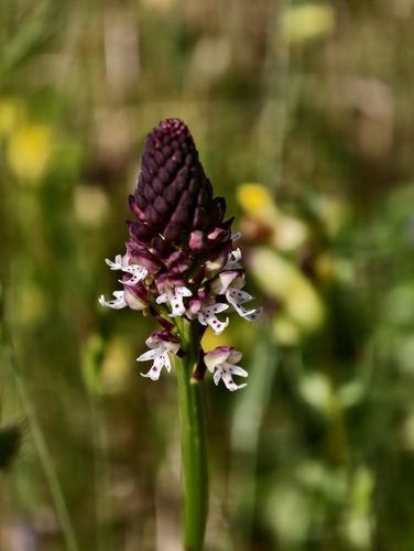 Neotinea ustulata, photograph 4