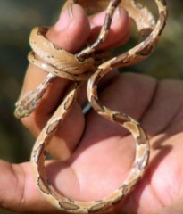 Imantodes gemmistratus