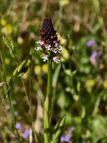 Neotinea ustulata, photograph 5