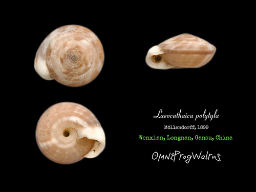 Laeocathaica polytyla