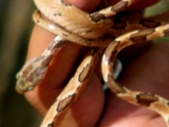 Imantodes gemmistratus