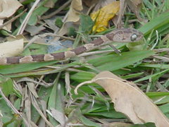 Imantodes gemmistratus