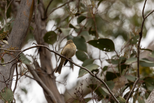 Fuscous Honeyeater