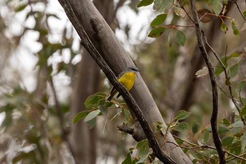 Eastern Yellow Robin