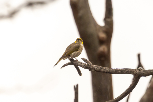 Yellow-plumed Honeyeater