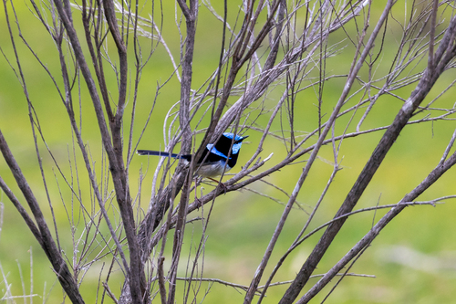 Superb Fairywren