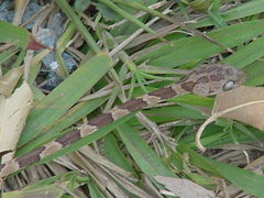 Imantodes gemmistratus