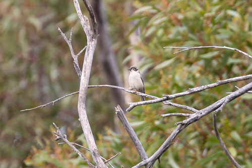 Brown-headed Honeyeater