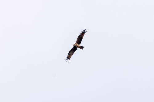 Black Kite