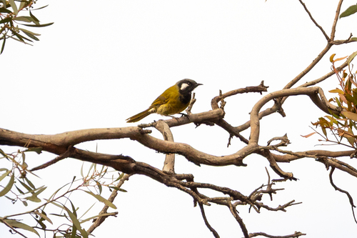 White-eared Honeyeater