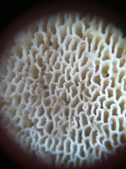 Polyporus decurrens