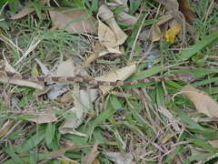 Imantodes gemmistratus