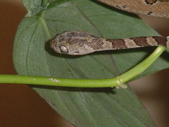 Imantodes gemmistratus