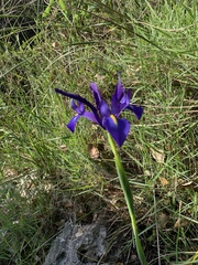 Iris xiphium