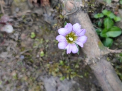 Gentiana rubicunda