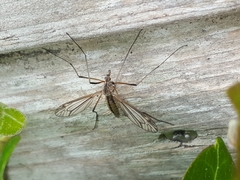 Tipula vernalis