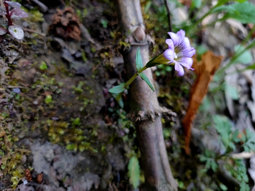 Gentiana rubicunda, photograph 1