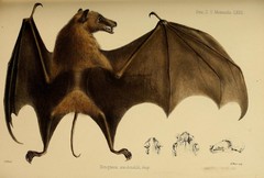 Fijian Long-Tailed Fruit Bat photo 5