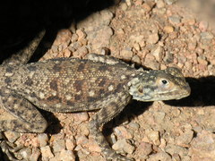 Agama tassiliensis