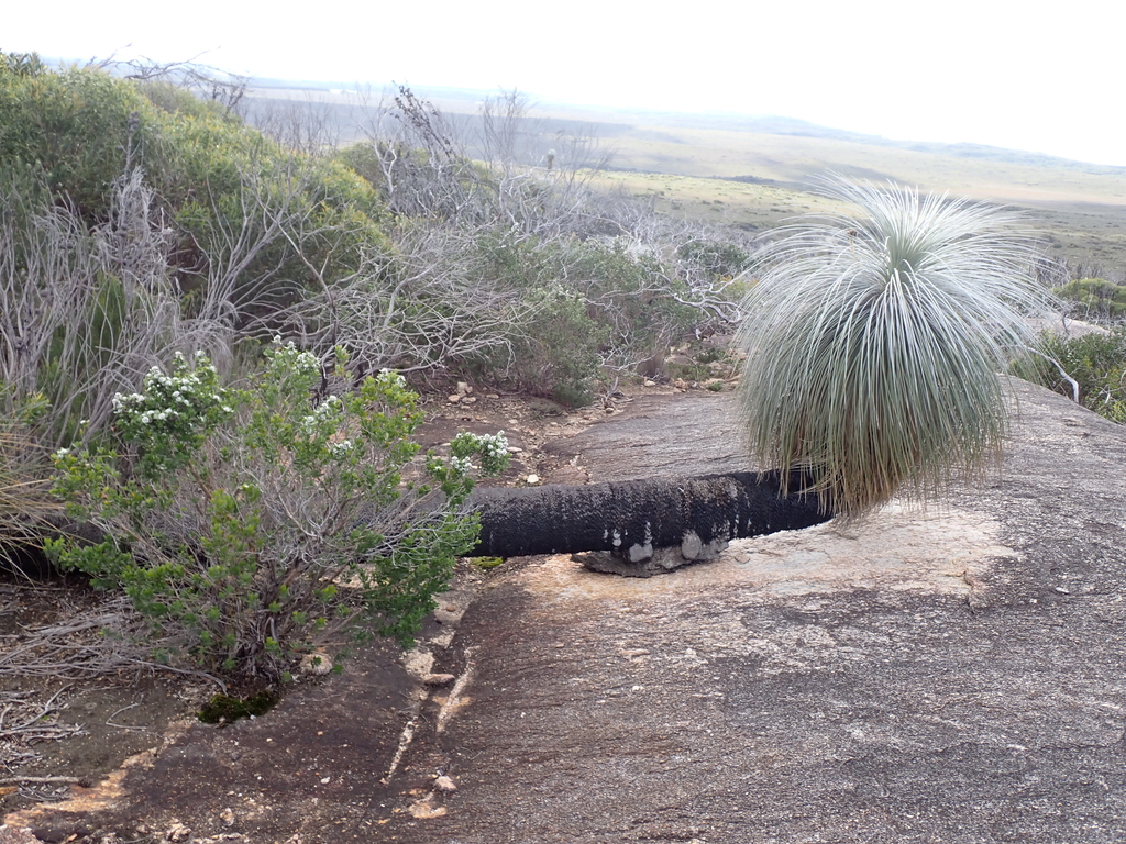 Kingia australis; photograph (c) Em Lamond, some rights reserved (CC BY)