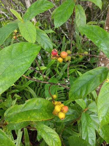Ficus hirsuta observed 2026-07-26