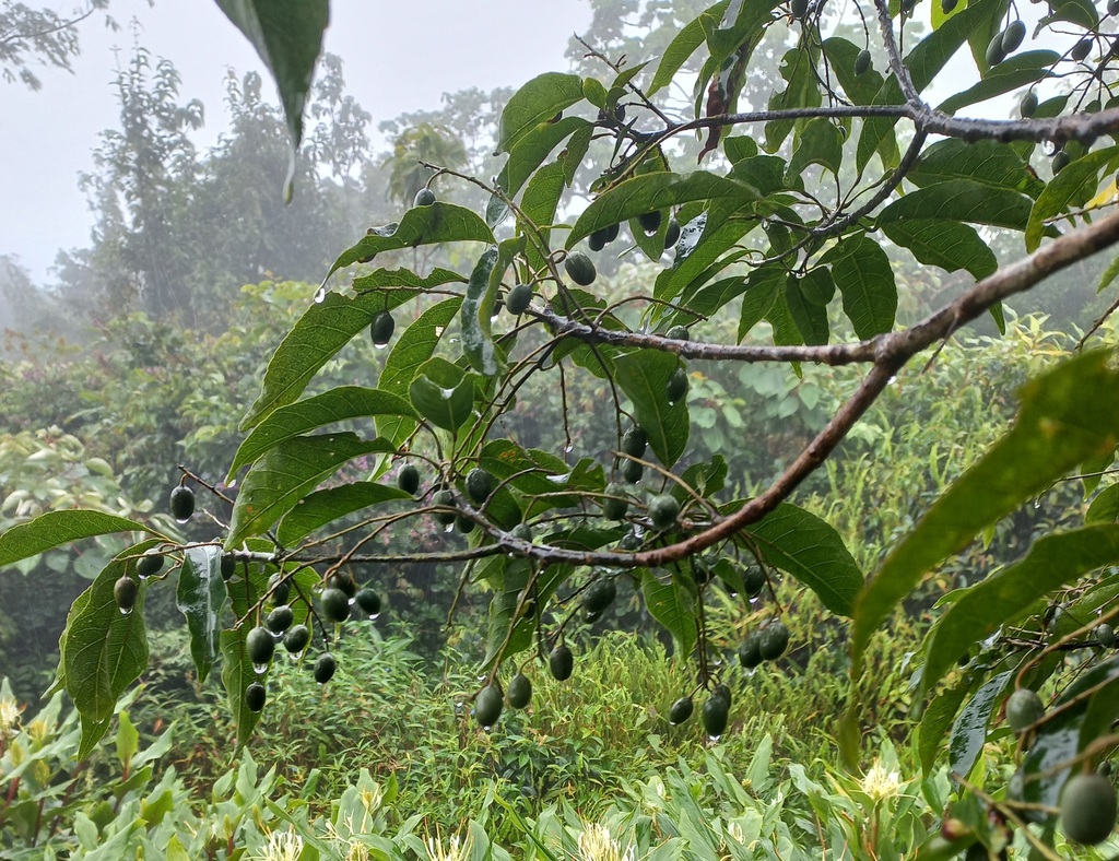 Elaeocarpus prunifolius (Elaeocarpus prunifolius)