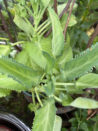 Mother of Thousands
