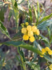 Psiadia punctulata