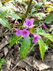 Cardamine glanduligera