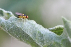 Liriomyza huidobrensis