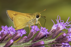 Hesperia meskei straton