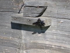 Xylocopa